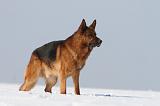 BERGER ALLEMAND 466